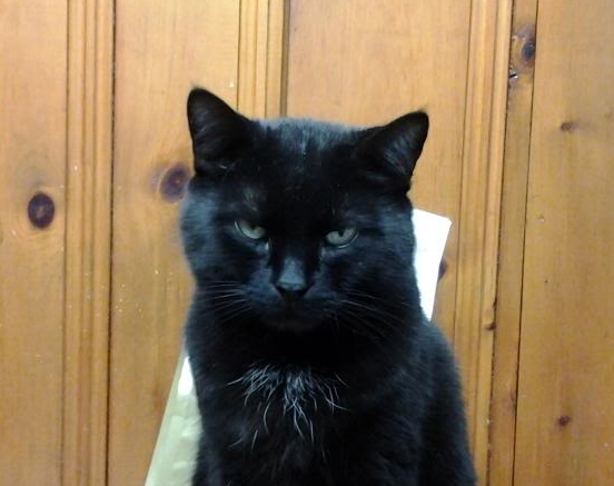 Ferocious Freddie Feline